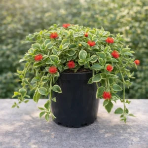 Aptenia Trailing Red sadzonka