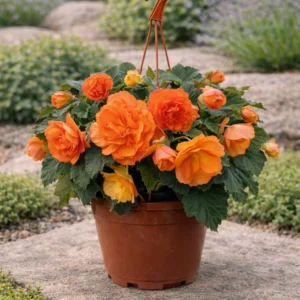 Begonia Zwisająca