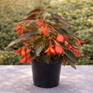 Begonia Summerwings