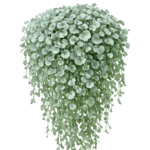 Dichondra Silver Falls w doniczce – dekoracyjna roślina balkonowa o srebrnych liściach