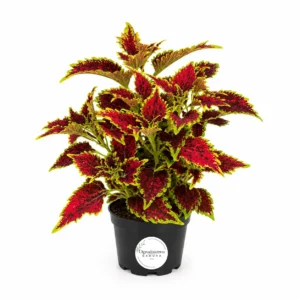 Coleus Koleus