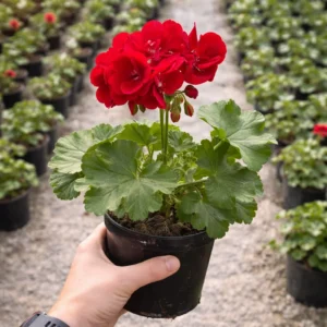 Pelargonia Calioppe