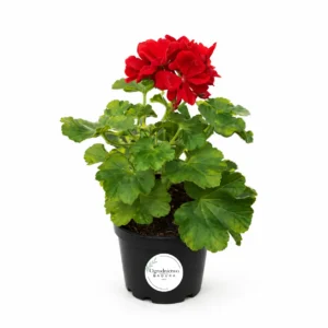 Pelargonia Stojąca Pełna