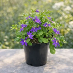 Scaevola