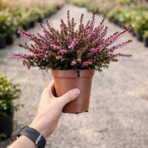 Wrzosiec