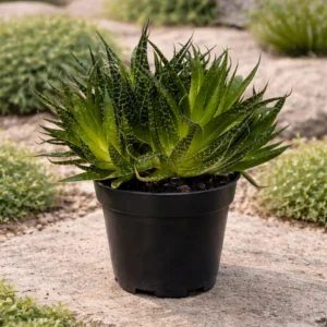 Aloe Aristata