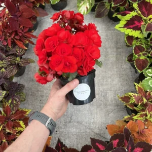 Begonia Cottage