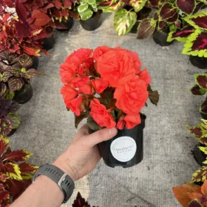 Begonia Solenia