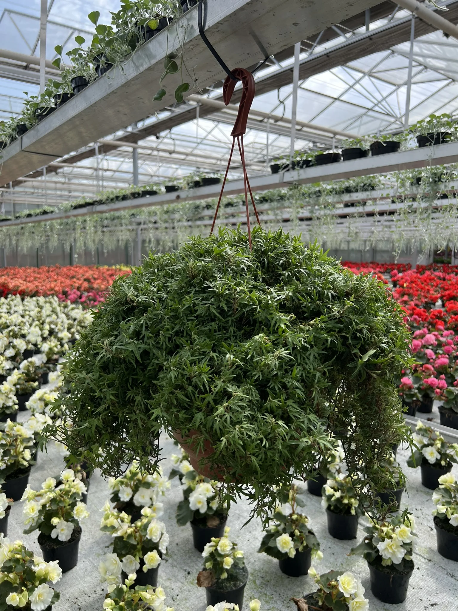 Hedera
