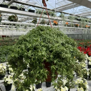 Hedera