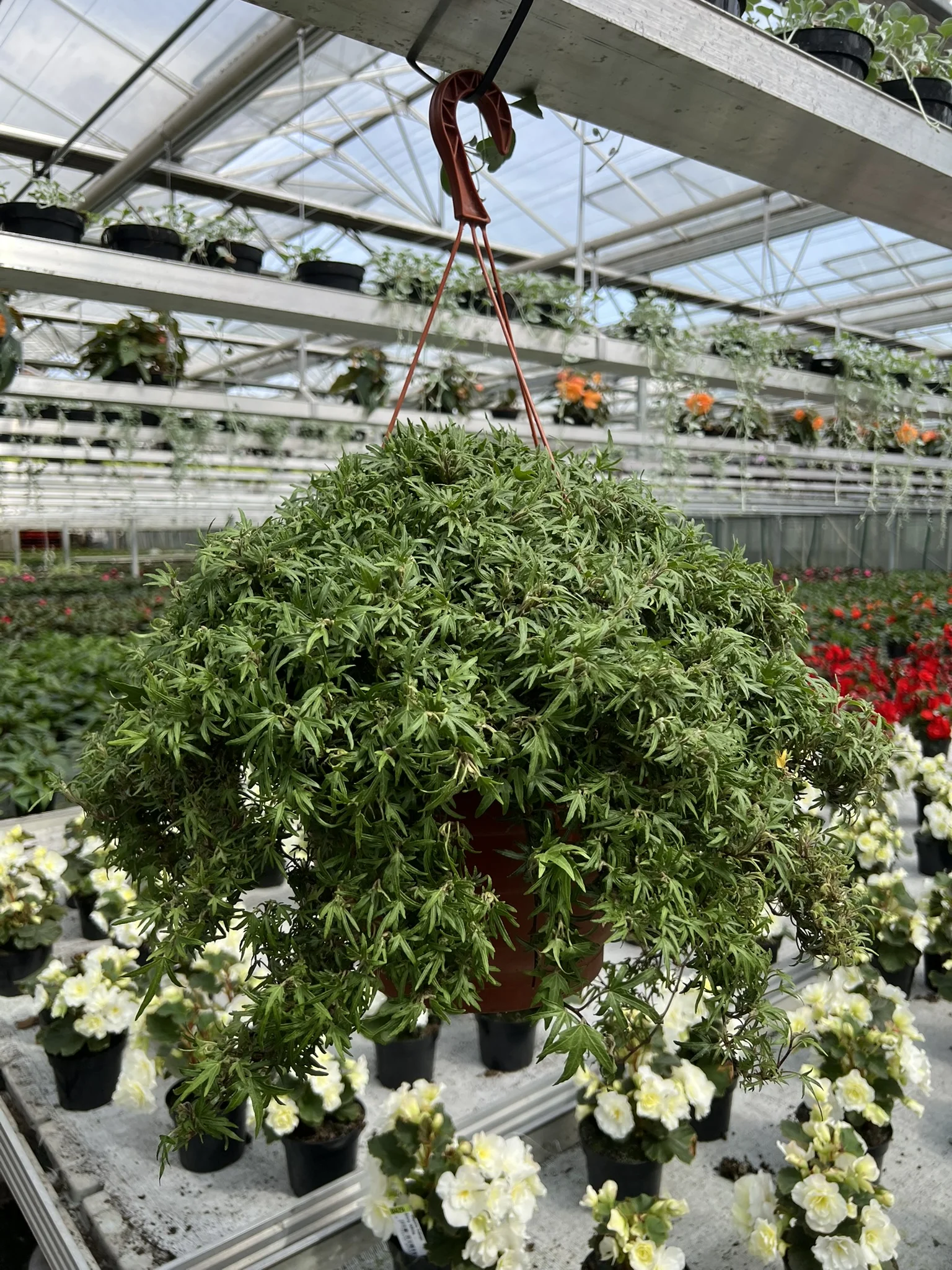 Hedera