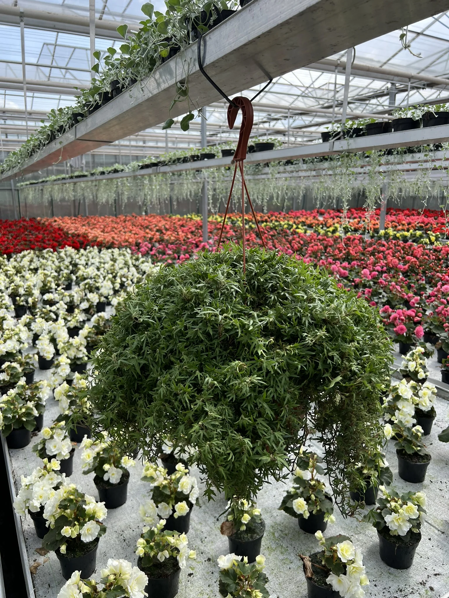 Hedera