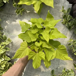 Ipomoea batatas