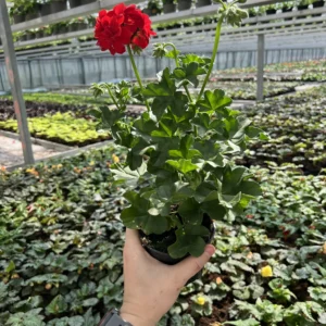 Pelargonia Pełna Zwisająca