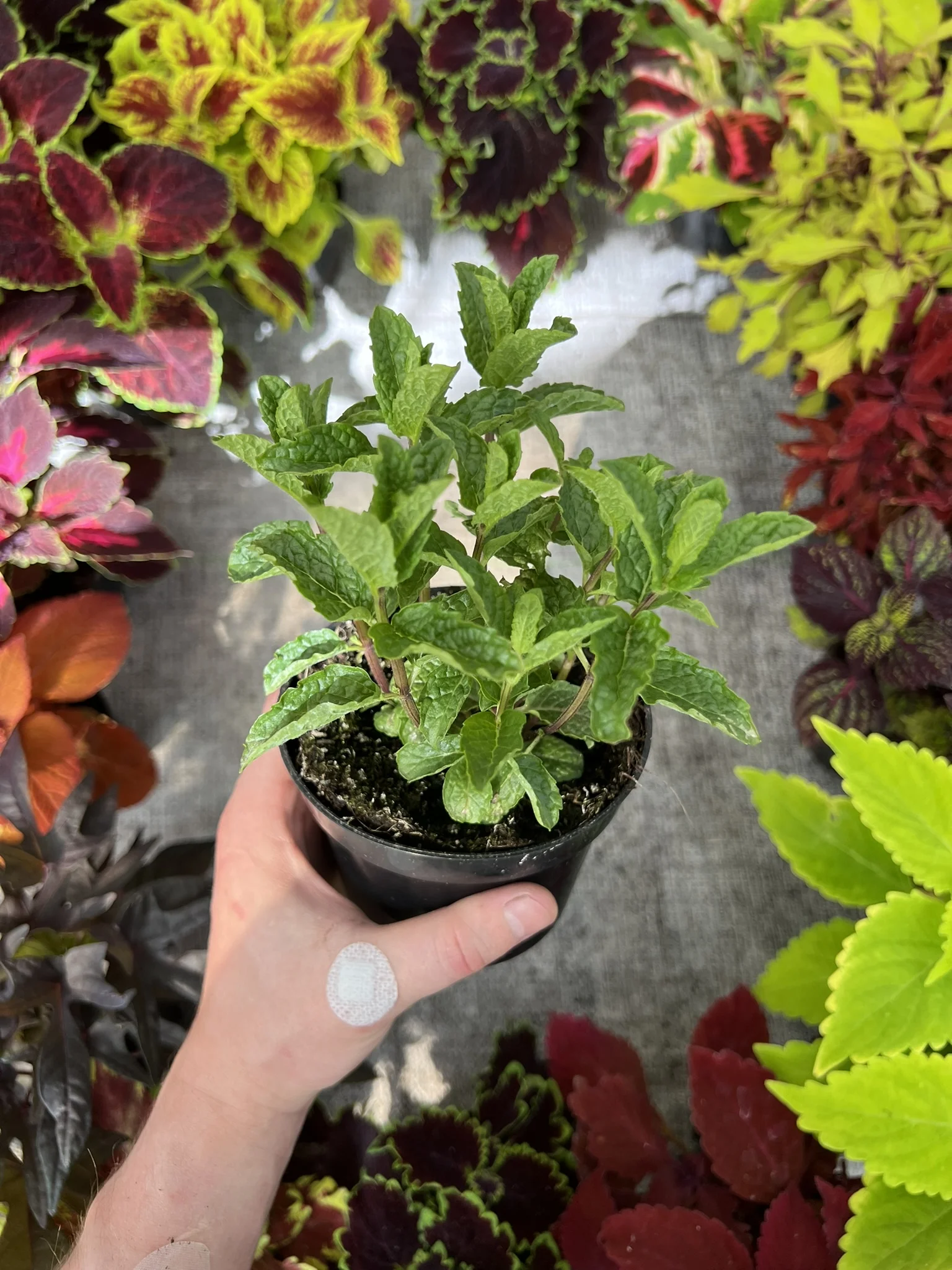 Mięta