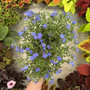 Lithodora