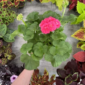 Pelargonia Rosebud