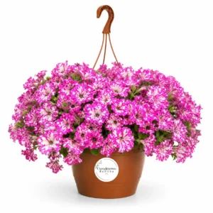 Petunia